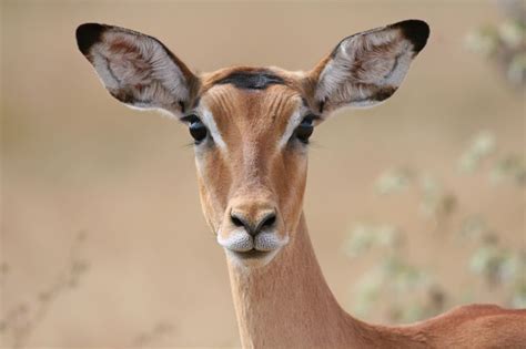 Impala animal, Impala, Animals