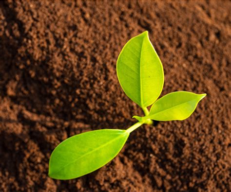 How to get rid of ants outdoors without killing plants | Homes and Gardens