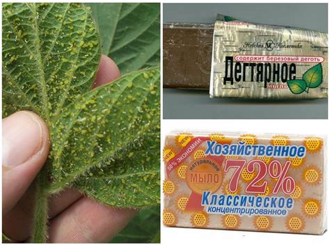 Мыльный раствор от тли на растениях