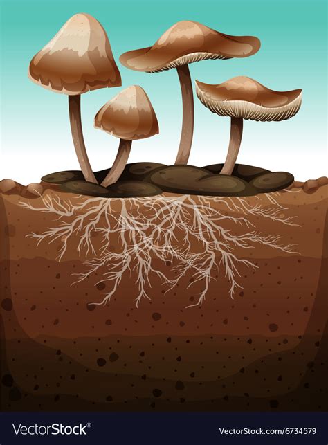 Fresh mushroom with roots underground Royalty Free Vector