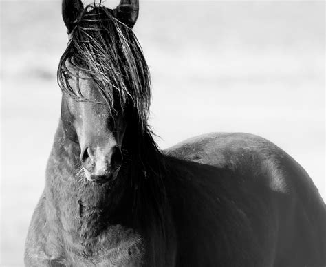 Shane Russeck - "Mustang II" 36x48 Photography Wild Horse Mustang Fine