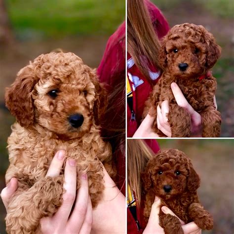 Miniature/Moyen Poodle Puppies December 2017! | Perfection Poodles