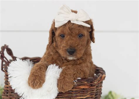 Mini Goldendoodles for Adoption — Family Bred Puppies
