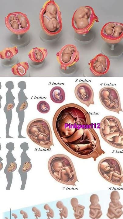 Continuous little baby growing in moms belly month by month ♥️🤰#shorts