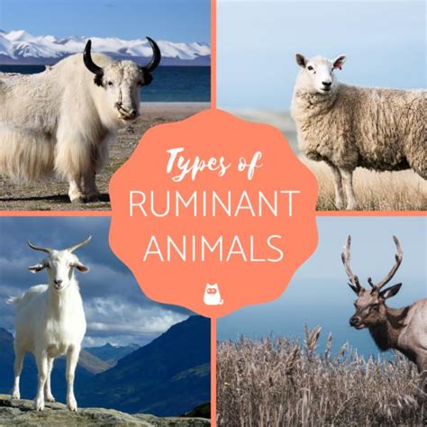 Ruminant Animals: Full List And Fun Facts, 44% OFF