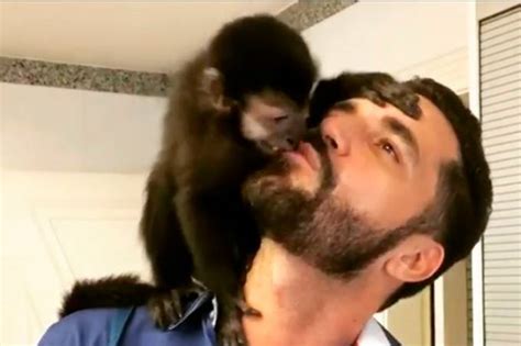 Como Adotar Um Macaco - É possível ter um macaco como animal de estimação? | VEJA