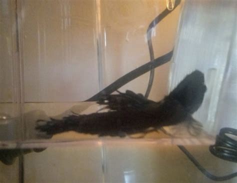 how to euthanize a fish at home