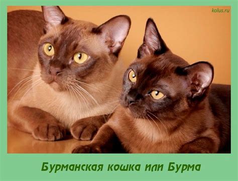 Бурманская кошка или Бурма