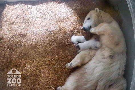 Polar Bear Babies
