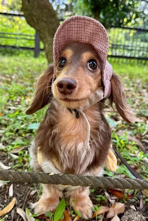 The Cutest Hybrid Dachshund Pictures