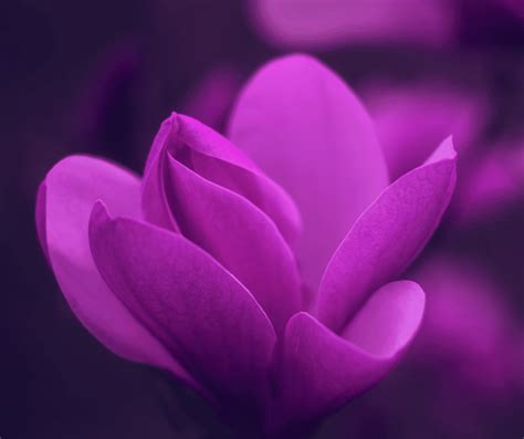 intriguing charm understanding  psychology  purple color