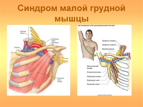 Анатомия позвоночника - презентация онлайн