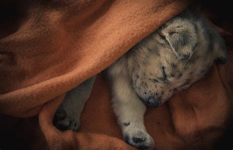 Download Sleeping Dog Animal Puppy HD Wallpaper