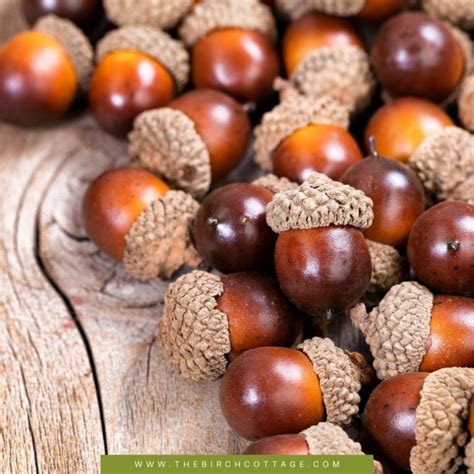 How to Prepare Acorns for Use with Crafts - The Birch Cottage