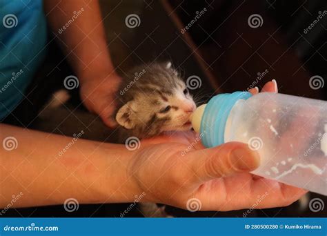 A Week Old Baby Cat Drinking Milk Stock Photo - Image of small, grow ...