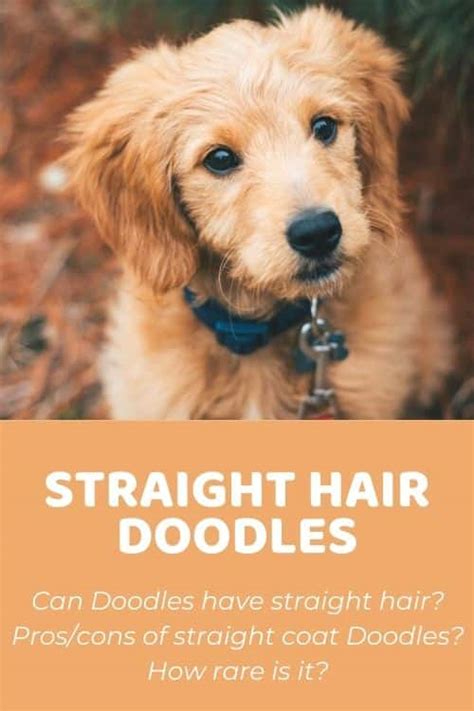 Goldendoodle Straight Hair: Facts, Info, and Pros and Cons