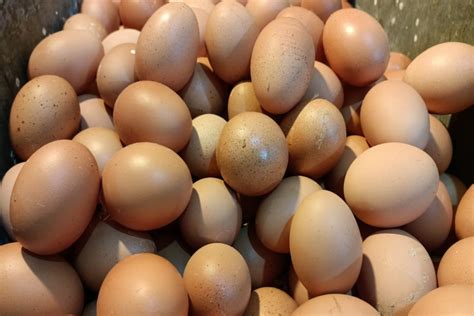 jelang ramadan harga telur ayam  pasar jakarta tembus rp  kg