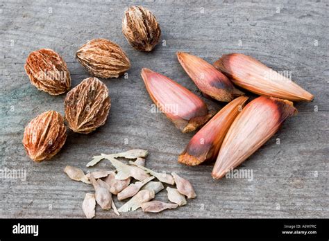 tree seeds  araucaria araucana monkey puzzle tree davidia