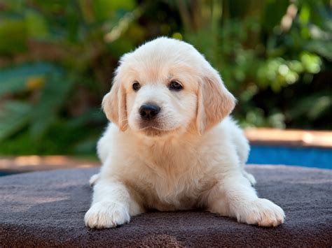 cute puppy pictures wallpaper    ebony dunlop blog