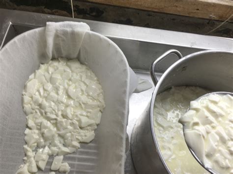 Livarot Cheese Recipe | Make Cheese | Cheese Making Supply