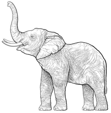 Hand-Drawn Elephant Art