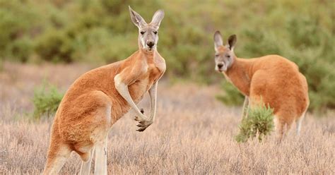 Basic Facts About Kangaroos - Animals Kids