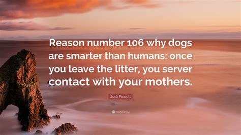 Jodi Picoult Quote: “Reason number 106 why dogs are smarter than humans