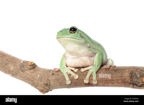 Whites Tree Frog on a white background Stock Photo - Alamy