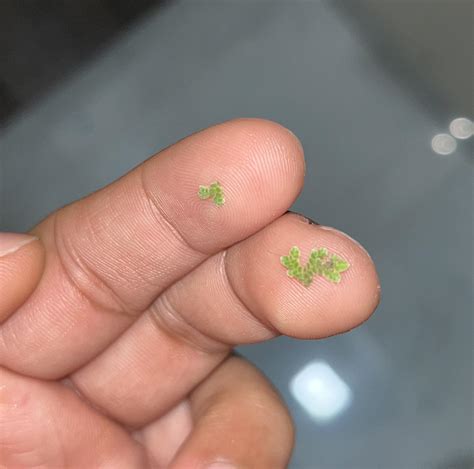 93 best Bacopa images on Pholder | Planted Tank, Aqua Swap and Aquariums