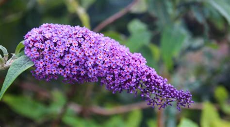 How (And When) To Prune Buddleia In The UK | UpGardener™