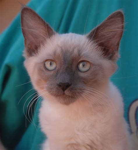 Adorable Lilac Point Siamese Kitten for Adoption
