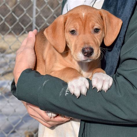Dog for Adoption - Malibu, a Shetland Sheepdog Sheltie in Joliet, IL | Alpha Paw