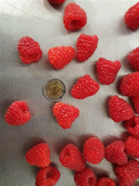 Raspberries | Berry Trade