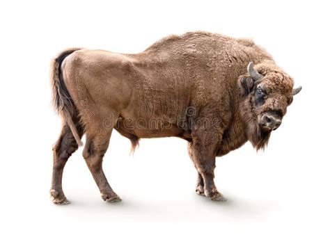 European Bison (Bison Bonasus), European Wood Bison, European Buffalo ...