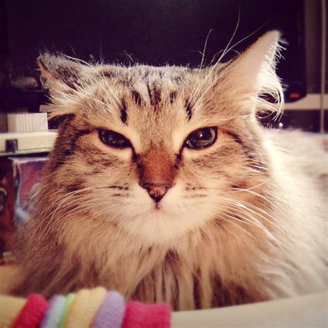 кот Бублик