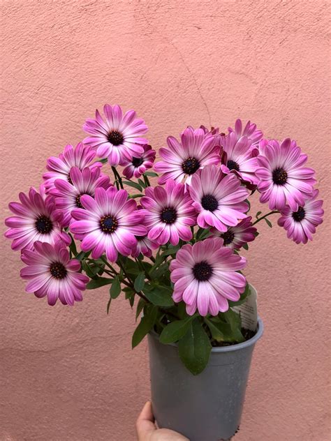 Osteospermum – Plant Studio