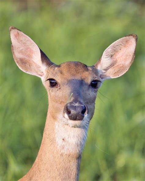 Whitetail Doe 20210720 0896 1 | Steve Creek Wildlife Photography