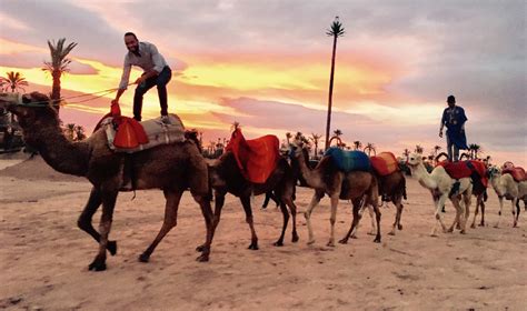 Sunset Camel Ride In The Palm Grove Of Marrakech