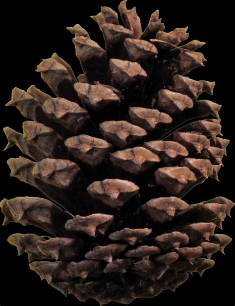 The meaning and symbolism of the word - «Pine Cone»