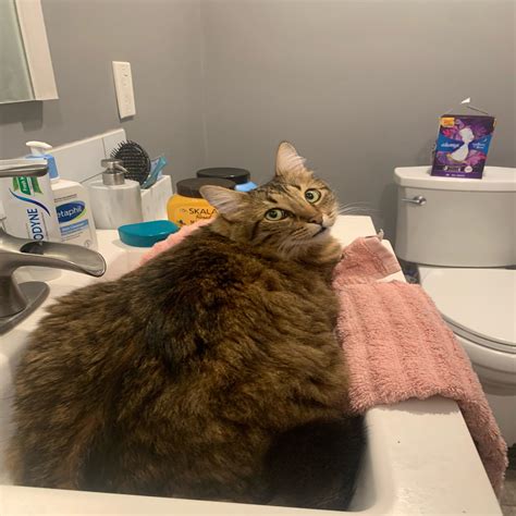 moreno valley animal shelter 10