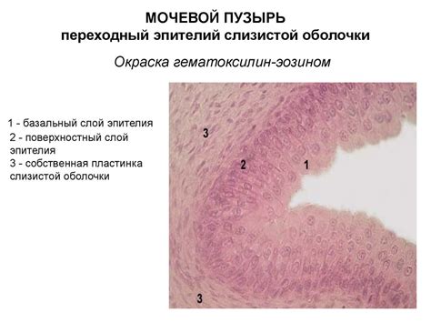 Выделительная система - презентация онлайн