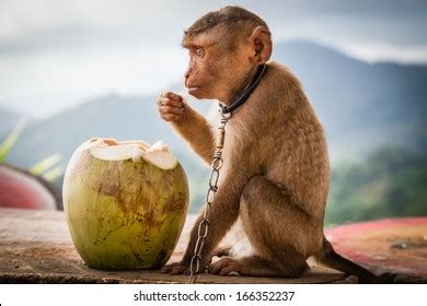 monkey coconut stock photo  shutterstock