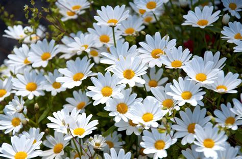 Daisy Wallpapers - Wallpaper Cave