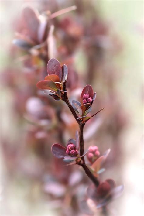 plant twigs sprig   photo  pixabay pixabay