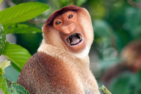 Monkey