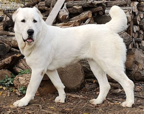 Central Asian Shepherd Dog Breed Ultimate Guide