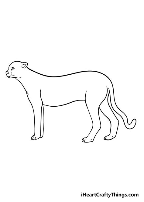cheetah drawing   draw  cheetah step  step