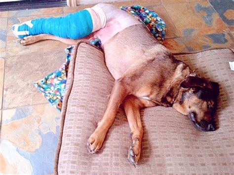ACL Injury in Dogs