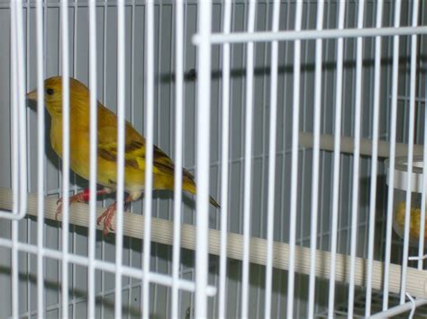 topaas zwartkopsijs speciaalclubeuropese cultuurvogels regio  valkenburg