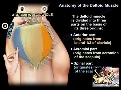 Anatomy of the Deltoid Muscle - Everything You Need To Know - Dr. Nabil ...